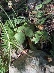 Rubus affinis