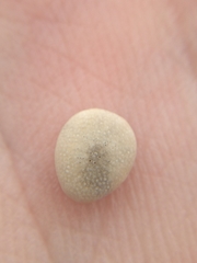 Echinocyamus pusillus