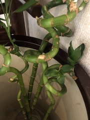 Euphorbia tirucalli