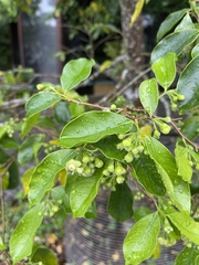 Aquilaria sinensis