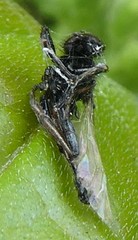 Diptera