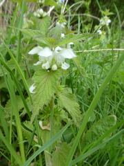 Lamium album