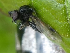 Diptera