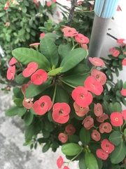 Euphorbia