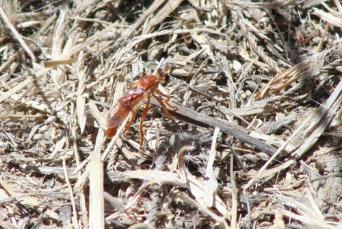 iNaturalist observation photo of Gold-faced Raider
