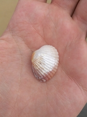 Cerastoderma glaucum