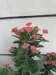 Euphorbia