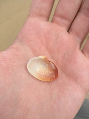 Cerastoderma glaucum