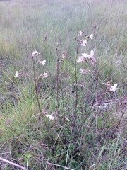 Silene longicilia