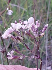 Silene longicilia