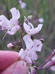 Silene longicilia