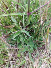 Silene longicilia