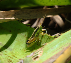 Scotussa impudica
