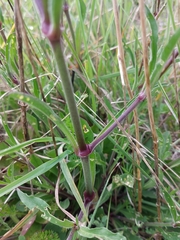 Silene longicilia