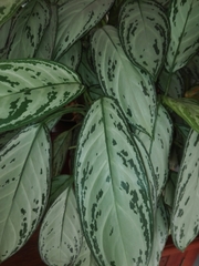 Aglaonema commutatum