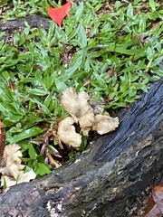 Zingiber officinale