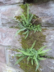 Asplenium trichomanes