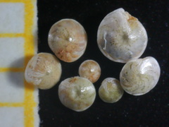 Amphistegina lobifera
