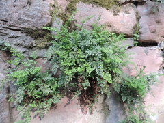 Asplenium ruta-muraria