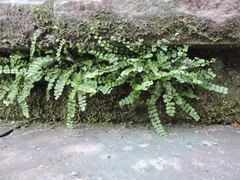 Asplenium trichomanes