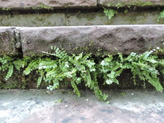 Asplenium trichomanes