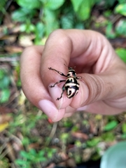 Metapocyrtus davaoensis