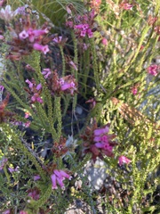 Erica gysbertii
