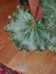 Begonia × tuberhybrida