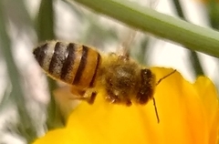 Apis mellifera