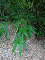 Phyllostachys edulis
