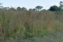 Themeda quadrivalvis