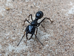 Plectroctena mandibularis