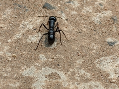Plectroctena mandibularis
