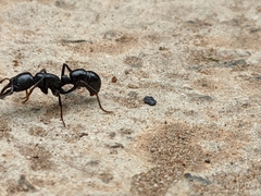 Plectroctena mandibularis