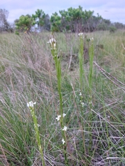 Arabis planisiliqua