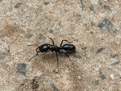 Plectroctena mandibularis