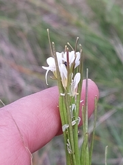 Arabis planisiliqua