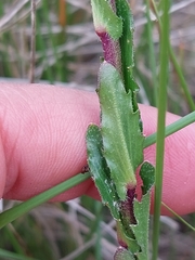 Arabis planisiliqua