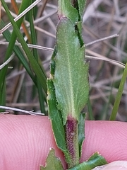 Arabis planisiliqua