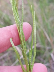 Arabis planisiliqua