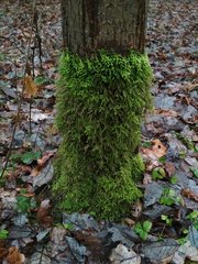 Eurhynchium angustirete