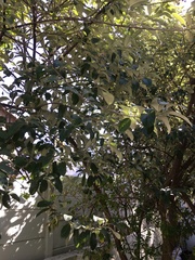 Brachylaena discolor