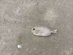 Leiognathidae