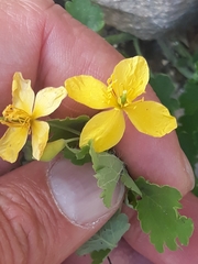 Chelidonium majus