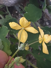 Chelidonium majus