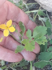 Chelidonium majus