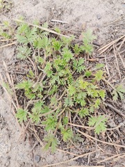 Potentilla