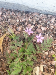 Erodium cicutarium