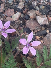 Erodium cicutarium