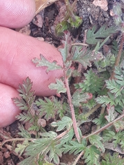 Erodium cicutarium